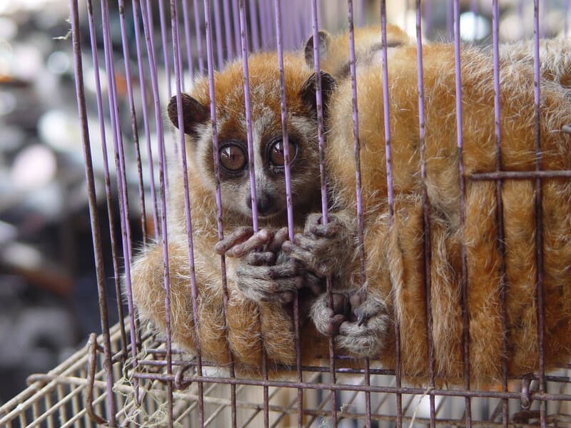 Sign the Declaration to End the Trade