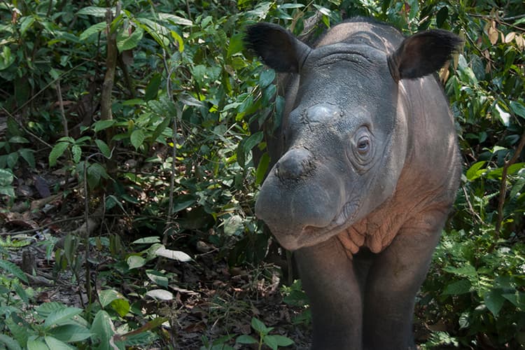 World Rhino Day: Extinction Is Forever