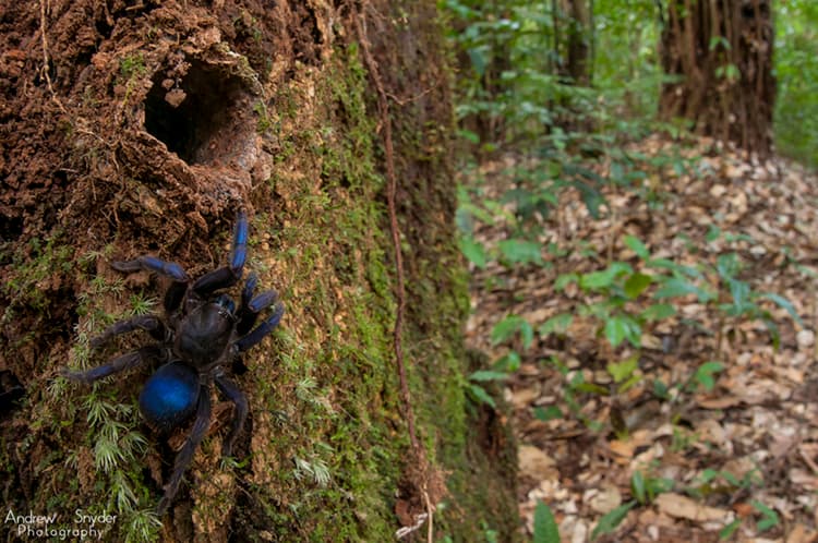 Newly Discovered Blue Tarantula A Beacon For Invertebrate Conservation
