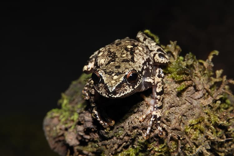 No Pain, No Gain In The Search For This Lost Frog