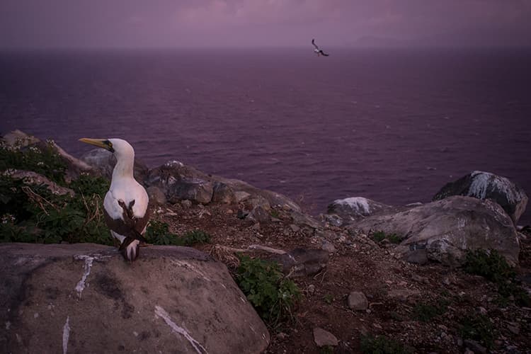 Trouble In Paradise: The World’s Islands Are Home To Extraordinary Species…And Face Alarming Extinction Rates