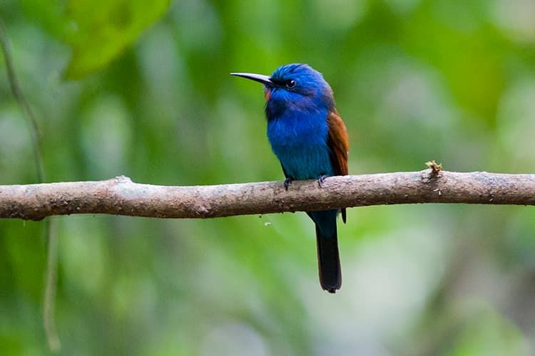 Atewa Forest: A Wild Wonderland