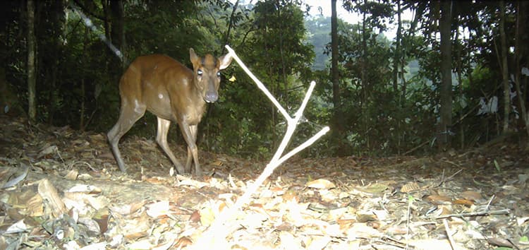 Tracking The Treasures of Pu Mat National Park