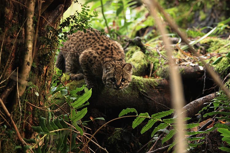 GWC Associate Scores A Big Win For Small Cats