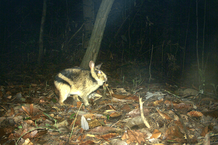 Researchers Hop To It To Study A Stunning Rabbit With Tiger Stripes