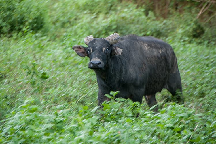 Tamaraw Tales: Introduction