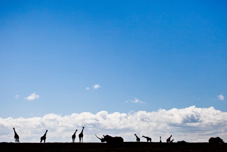 Sheth Sangreal Foundation Matching Grant Results In $32 Million To Conserve Imperiled Wildlife And Wildlands Worldwide