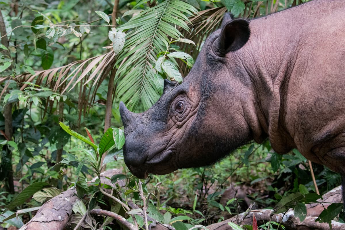 International Conservation Organizations Team Up to Save the Sumatran Rhino