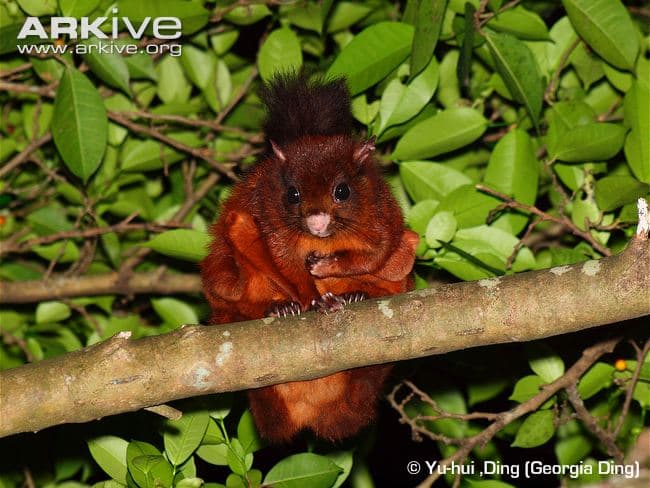 Finding Hope In Conservation: The Search For A Lost Flying Squirrel