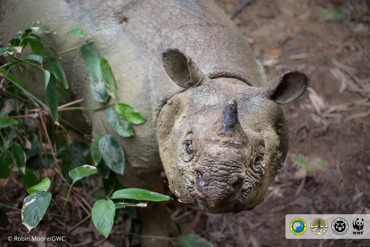 Amazing New Footage and Photos of a Javan Rhino—One of the World’s Rarest Animals
