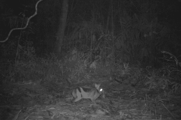 Between The Stripes Part III: Unlocking The Rabbit’s Mysteries