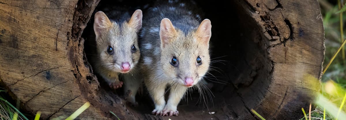 Quoll it a Comeback: A Marsupial Boomerangs Back to Mainland Australia