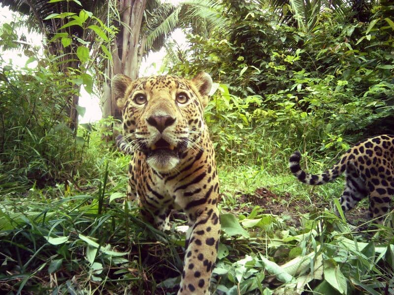 Global Conservation Organizations Applaud Government of Belize for New Commitment to Protect Central America’s Largest, Highly Imperiled Forest 