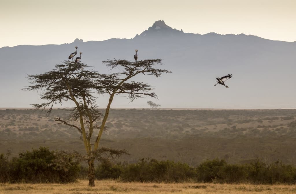 Top Conservation Players Unite To Map, Monitor And Conserve Vital Places For Life On Earth
