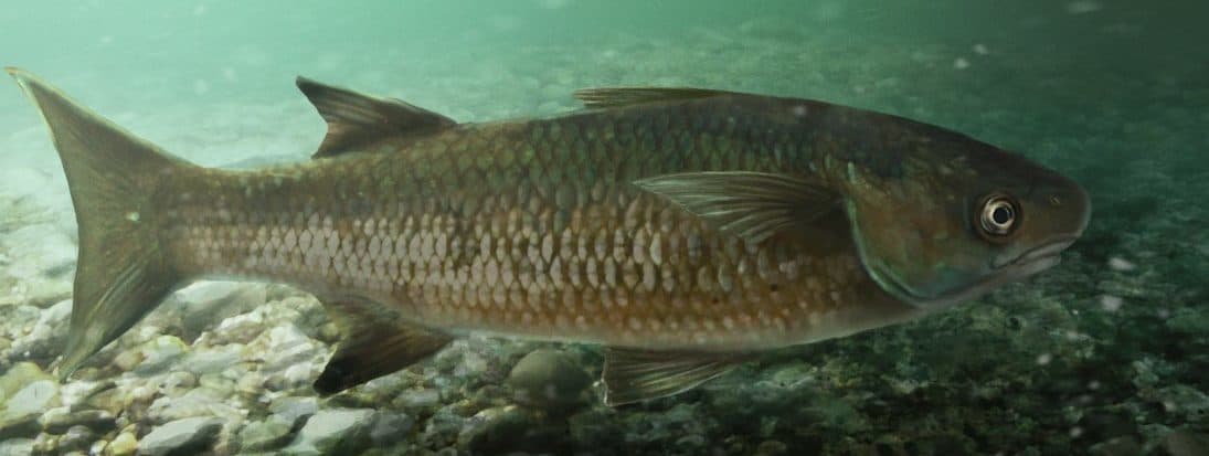 La pesca con veneno amenaza a las comunidades Ramas y Krioles de las zonas remotas de Indio Maíz