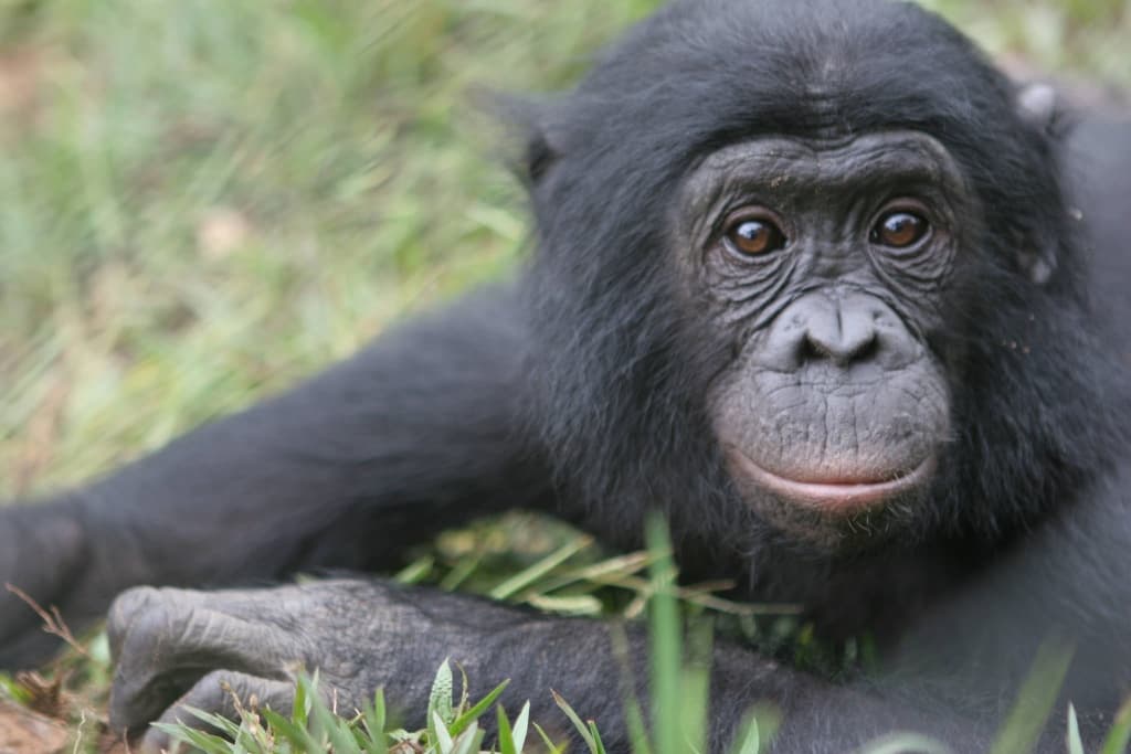 National Park Service Inspires Conservation Action Worldwide