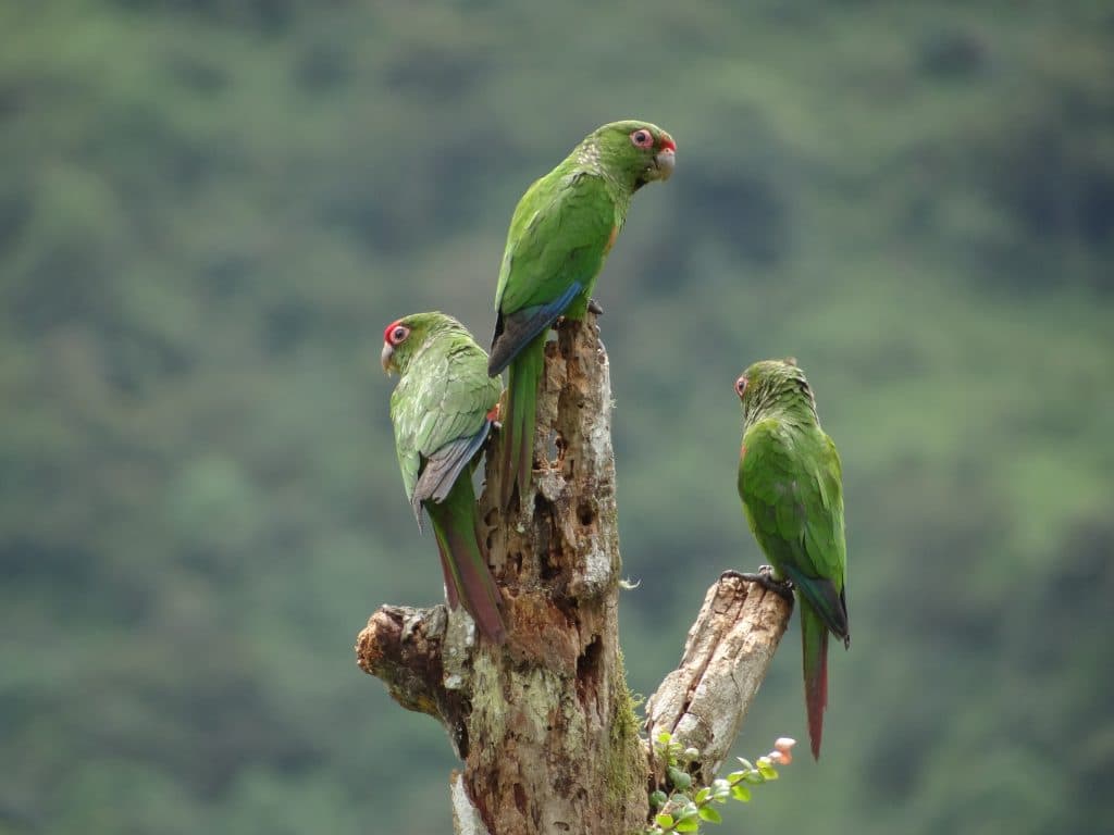 GWC Helps Expand Critical Habitat For Ecuador’s Rare Birds And Amphibians
