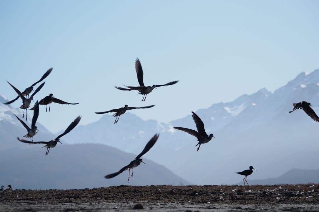 World’s Rarest Wading Bird Gets New Lease On Life