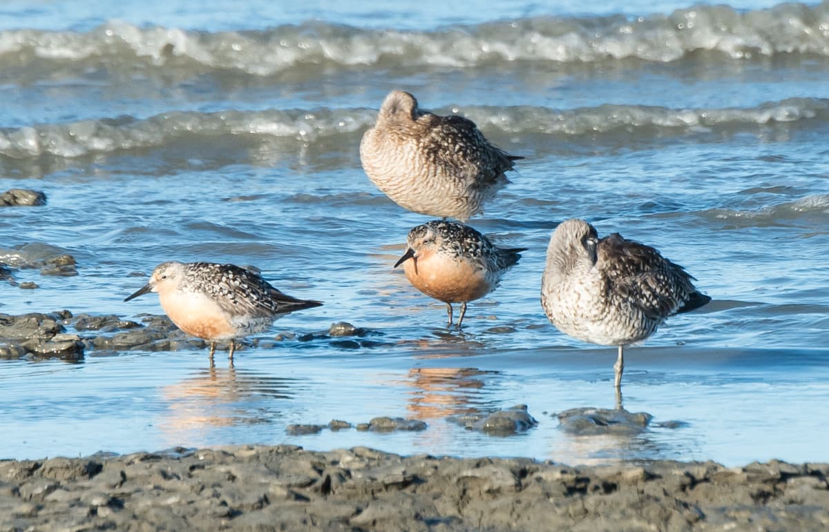 Devil Ark Founder Breaks Birding Record For North America