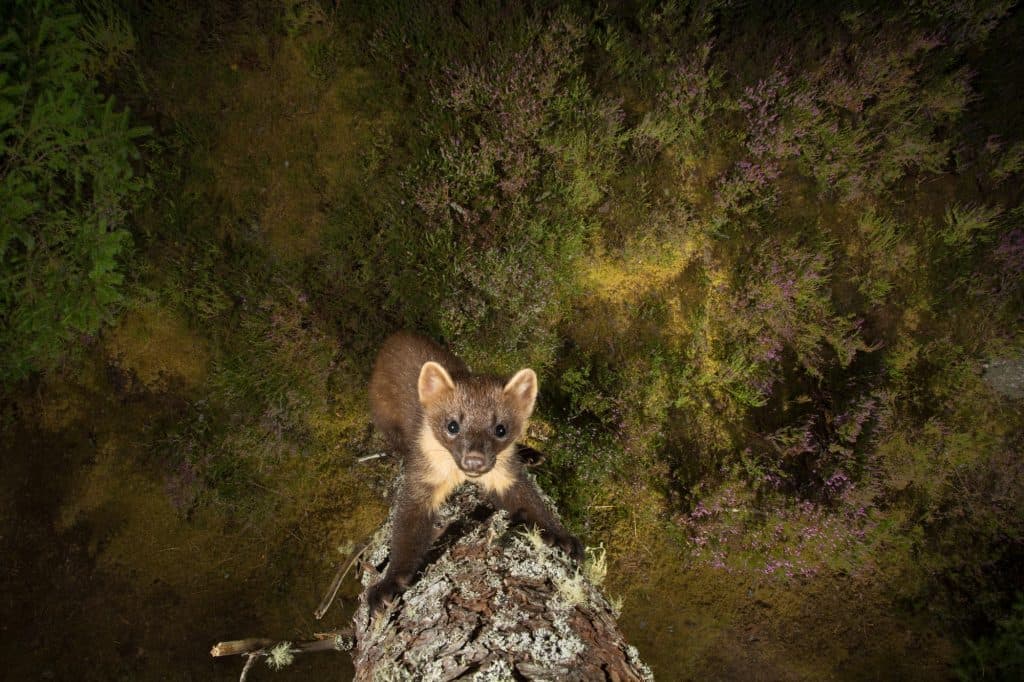 Winning #WildlifePhotoFail Submissions Reveal Who’s Really In Charge