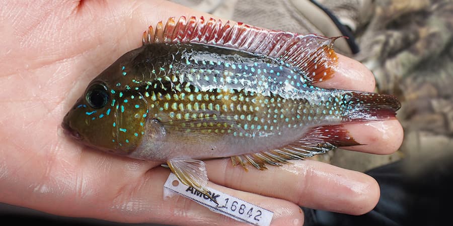 Fishing with pesticides threatens Rama-Kriol communities deep in Indio-Maíz