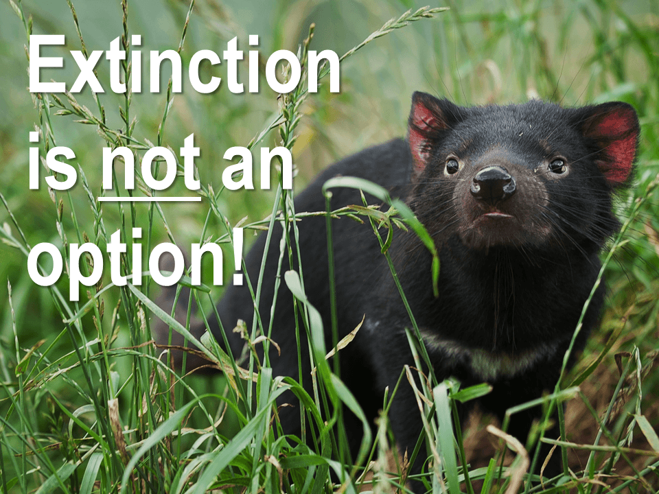 Australian Crowdfunding Campaign To Save The Tassie Devil Takes Off With A Major Boost From Global Wildlife Conservation
