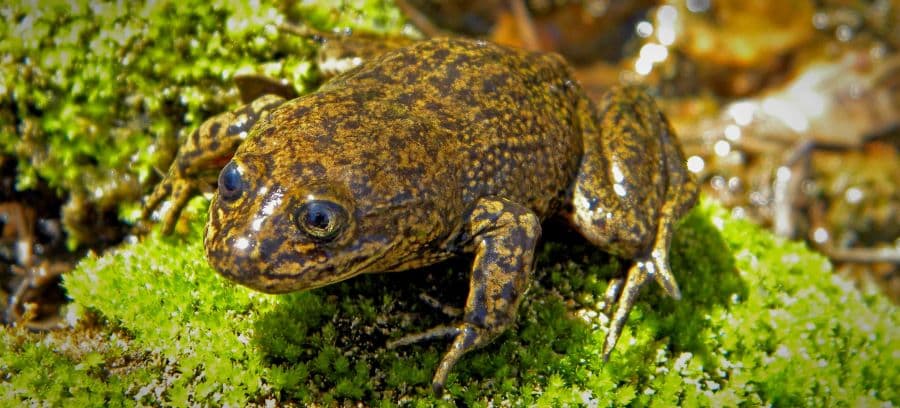 Equipo de rescate evacúa las últimas Ranas del Loa en Chile
