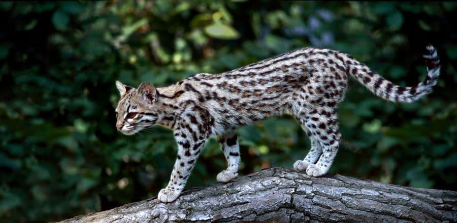 The Sixth Cat
