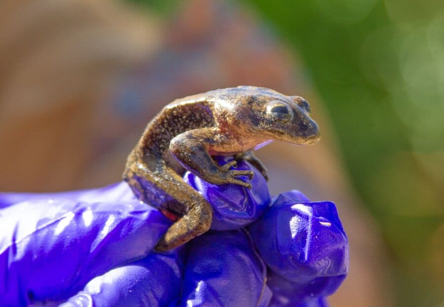 Rescue Team Evacuates World’s Last Few Loa Water Frogs from Perilously Dry Habitat in Chile