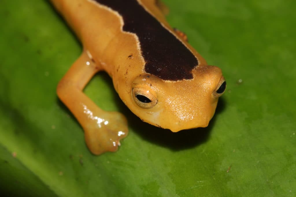 Salamander Rediscovery Gets Search for Lost Species Off to Promising Start