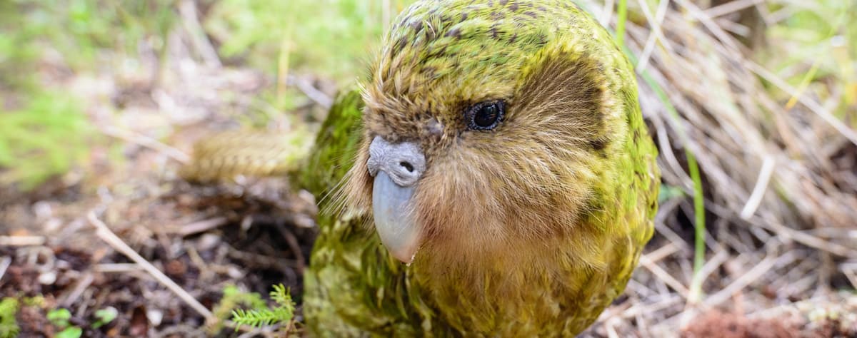 Happy Hatchday: 21 Years of Conservation Success for the Kakapo
