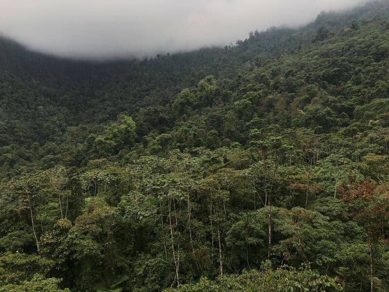 New Online Initiative Offers Holiday Shoppers Chance to Give Unique Gift of Forest Conservation