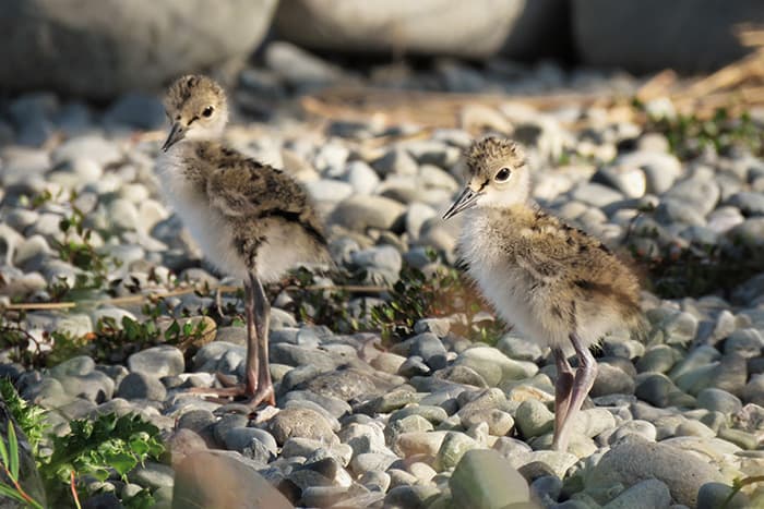 The Kakī Gets a Larger Love Nest