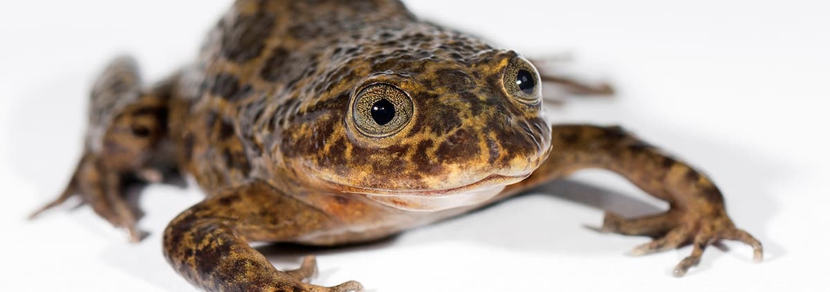 Ocho Cosas Que Debes Saber Sobre Las Ranas Acuáticas