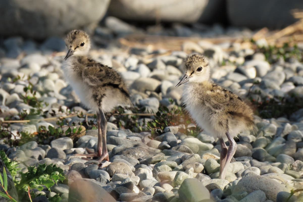 World’s Rarest Wading Bird Staging a Comeback with 30 Percent Increase in Population