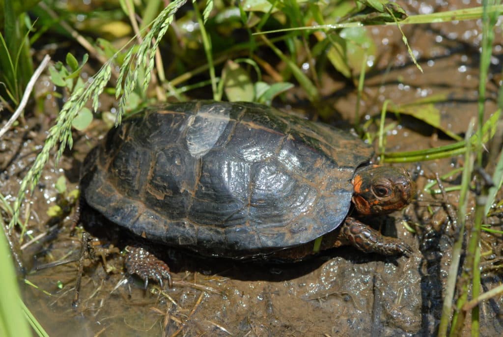 Zoos and Aquariums Come Together To Help Trafficked Turtles