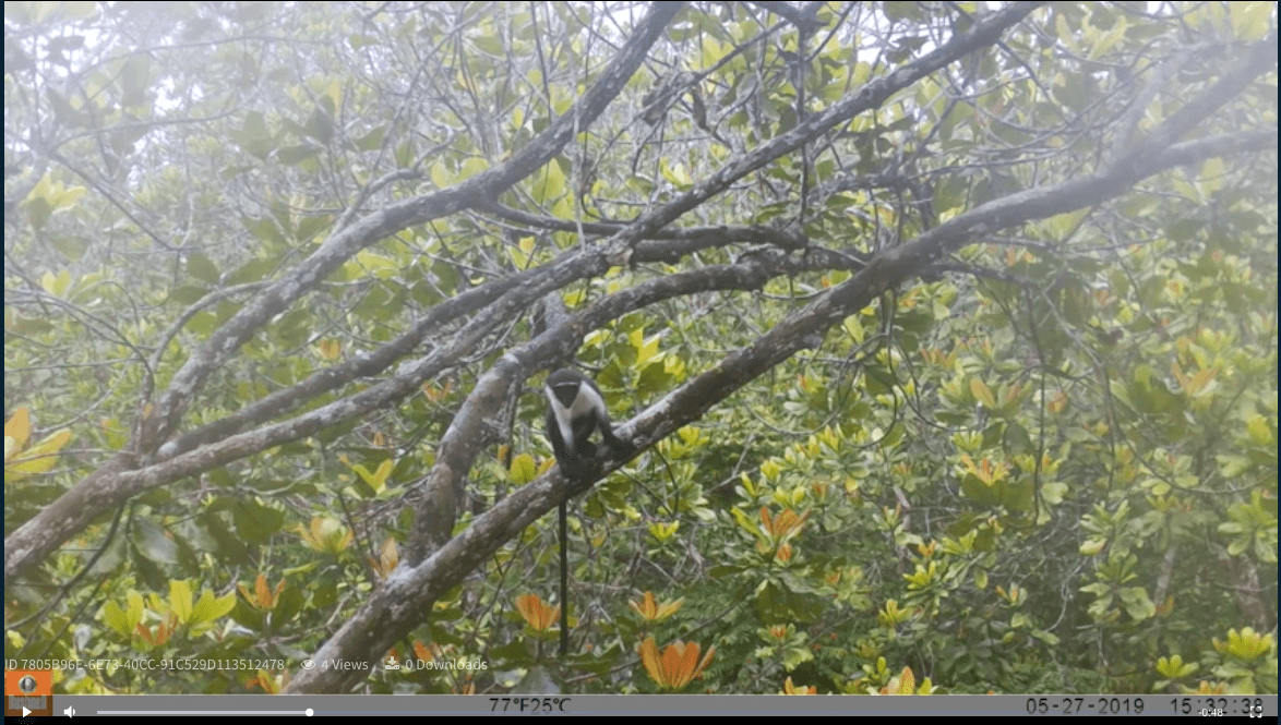 Tropical Treetop Cameras Capture First-ever Wild Footage of Critically Endangered Roloway Monkey