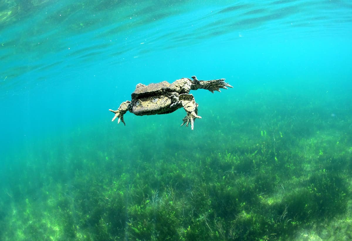 World’s Largest Fully Aquatic Frog Faces Uncertain Future as Threats Continue to Mount