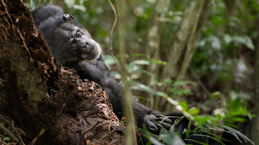 Mining Threatens Largest Population of Western Chimpanzees