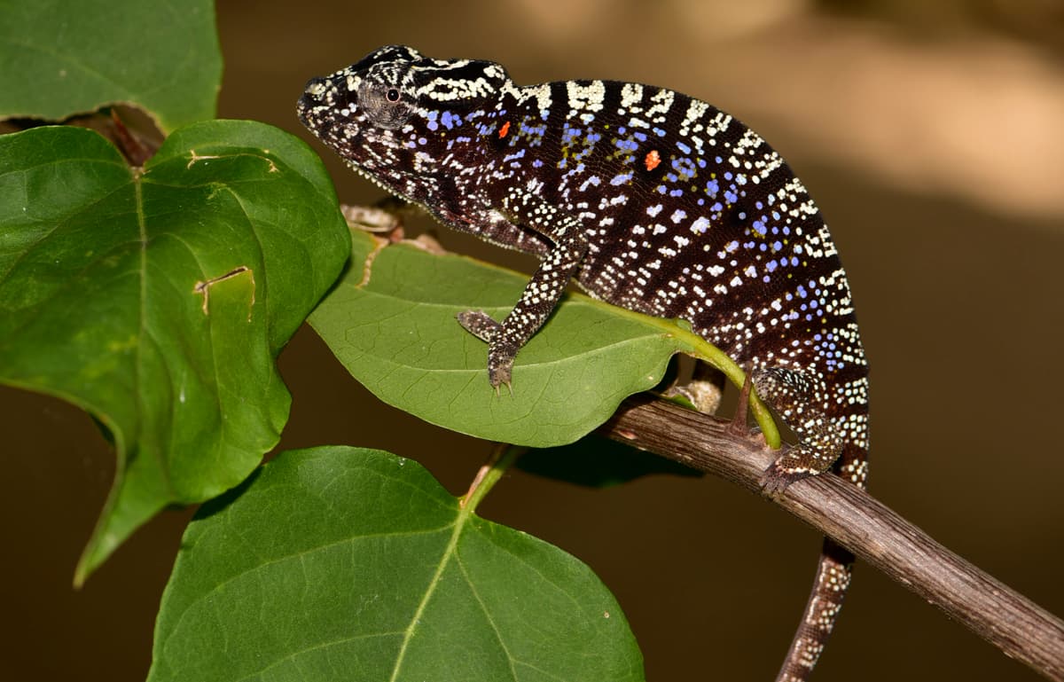 FOUND: Rediscovery of Lost Chameleon Reveals Reptile’s (Spectacular) True Colors