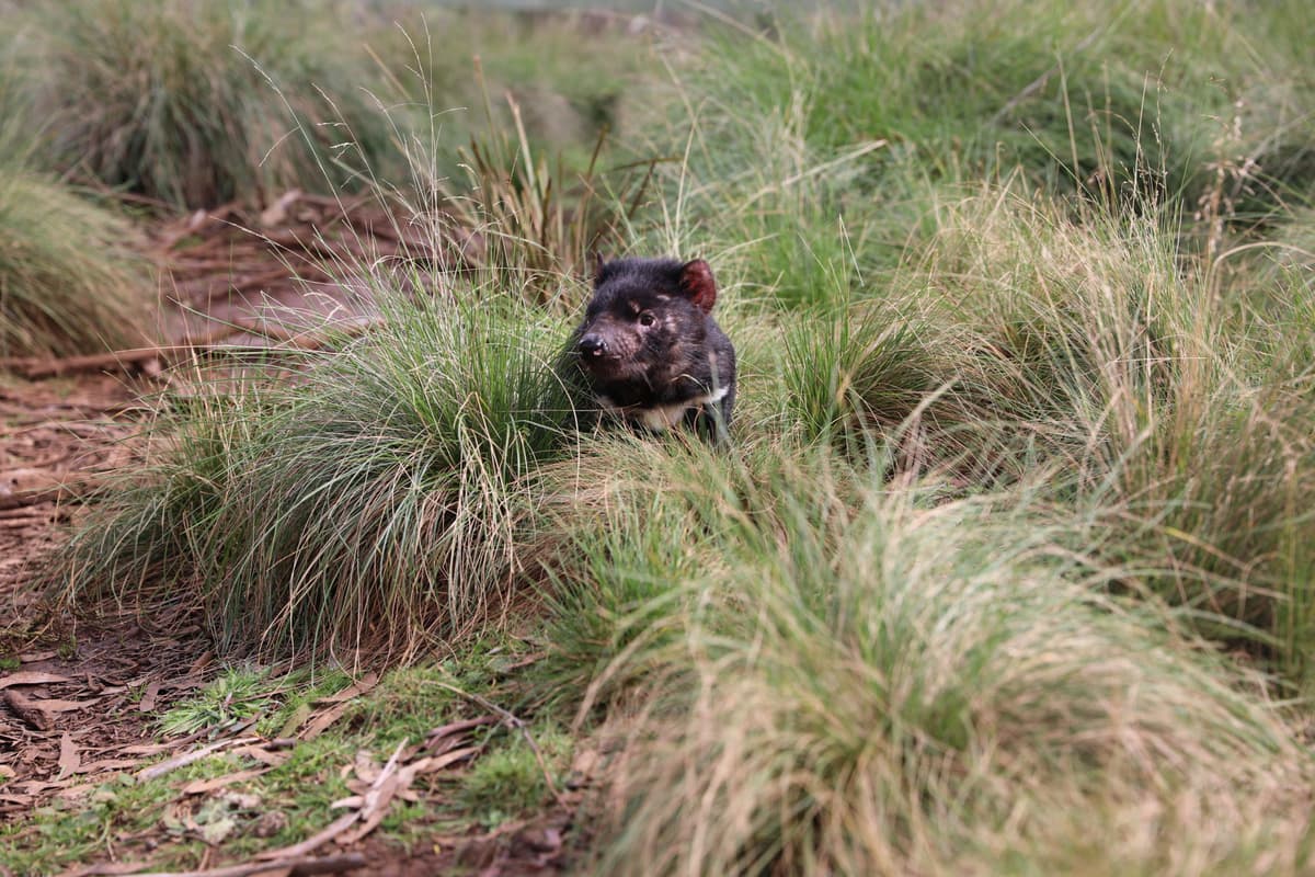 Kids Invited to Write Postcards to the First Tasmanian Devils Reintroduced to the Wild on Mainland Australia