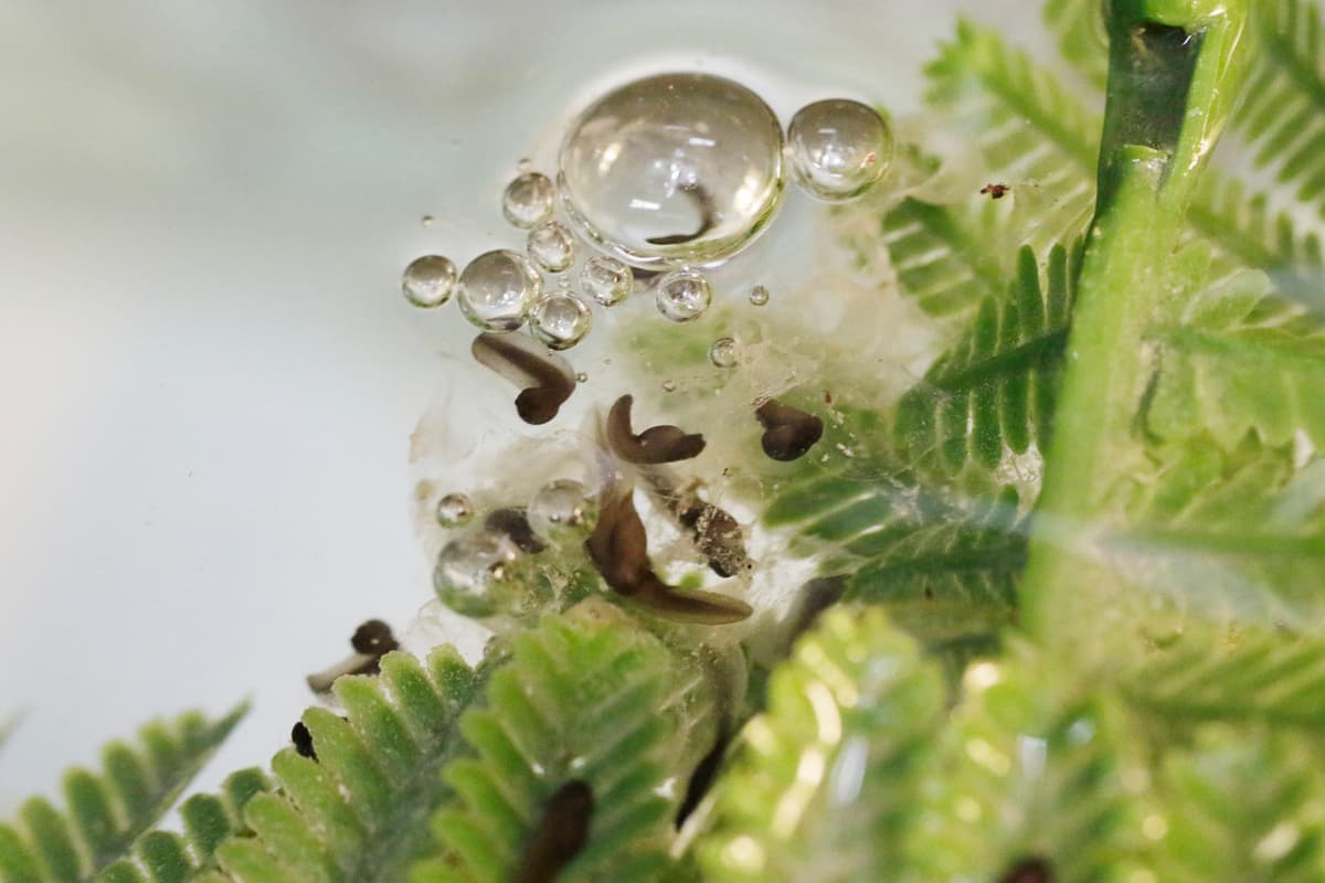 With Fewer than 20 Loa Water Frogs Left in the World, Hatching of Tadpoles Revives Hope for Critically Endangered Species