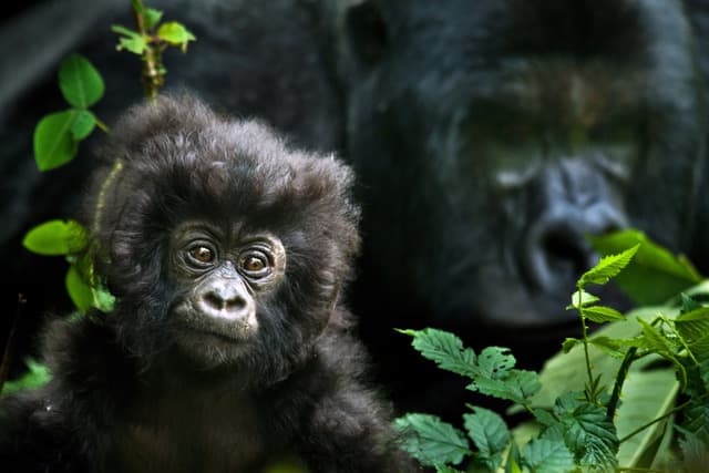 The European Union, Leonardo DiCaprio, and Global Wildlife Conservation Team Up to Respond Swiftly to Urgent Environmental Crises Around the Globe