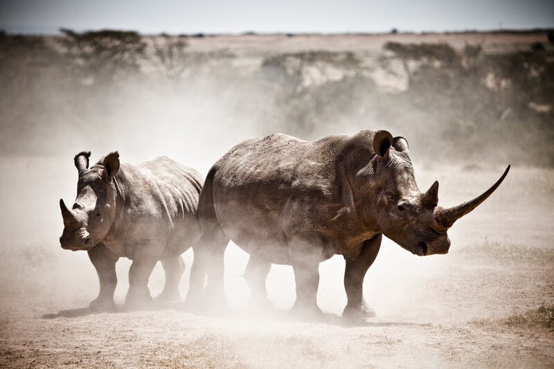 10 riveting rhino facts