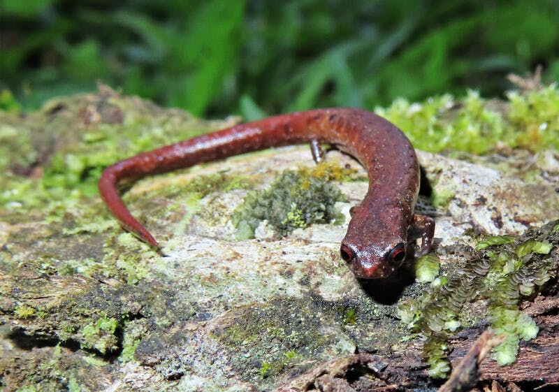 Bucking the trend for amphibians, Costa Rica’s salamanders stage a comeback