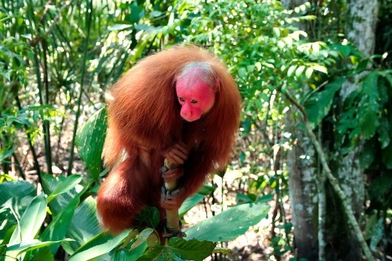 Amazon Bald Uakari Monkey