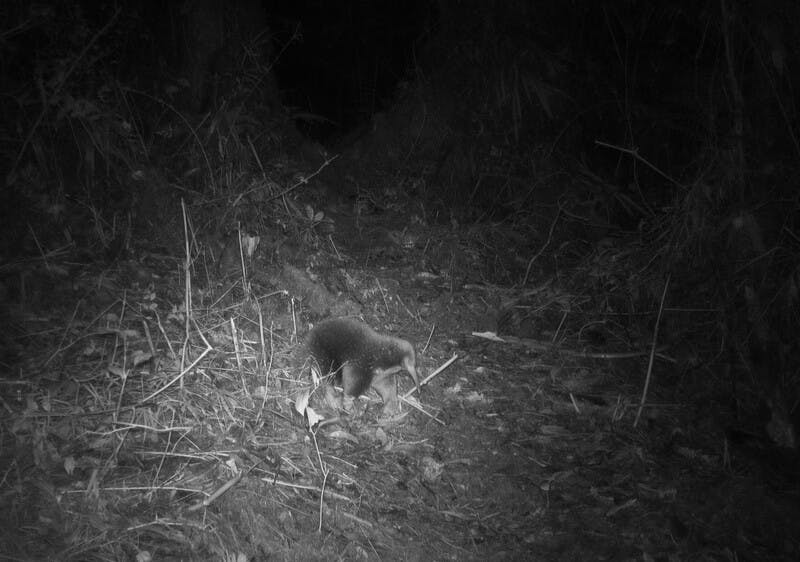 FOUND: Egg-laying mammal last recorded in 1961 waddles its way back into view in rediscovery on Indonesia’s rugged Cyclops Mountains
