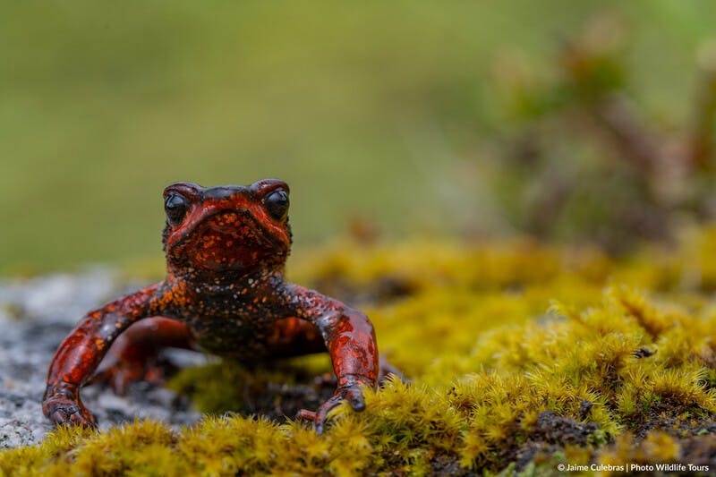 Conservationists call for global investment in safeguarding harlequin toads as threats to one of the most imperiled groups of amphibians mount