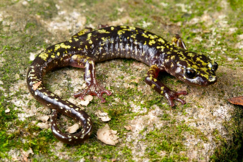 Climate change emerges as major driver of amphibian declines globally, according to watershed paper published in Nature