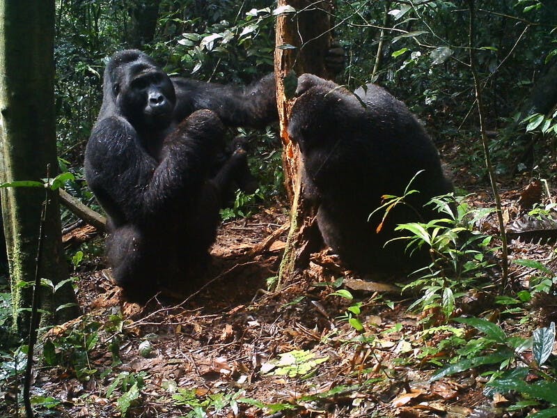 Remote cameras confirm healthy populations of critically endangered eastern lowland gorillas in community-managed reserve